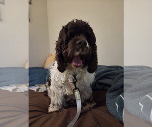 Cocker Spaniel Dogs for adoption in Fort Wayne, IN, USA