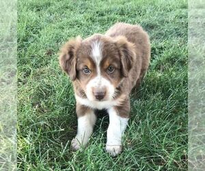 Australian Shepherd Puppy for sale in HAVEN, KS, USA