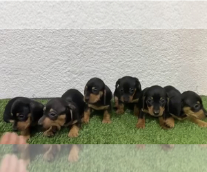 Dachshund Puppy for sale in DENVER, CO, USA
