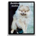 Small Photo #8 Pomeranian Puppy For Sale in CLARE, MI, USA