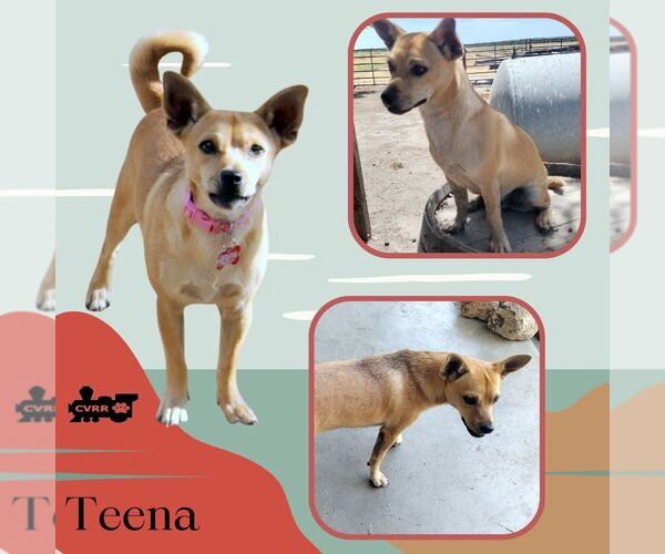 Medium Photo #2 Chihuahua-Unknown Mix Puppy For Sale in Lindsay, CA, USA