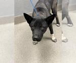 Small Akita Mix