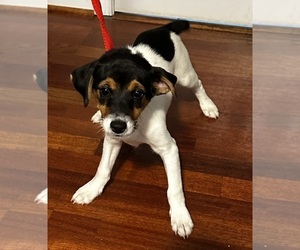 Jack Russell Terrier Puppy for sale in CROSS JUNCTION, VA, USA