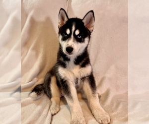Siberian Husky Puppy for sale in ALTON, IL, USA