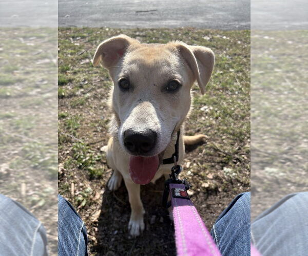 Medium Photo #3 Mutt Puppy For Sale in Elmsford, NY, USA