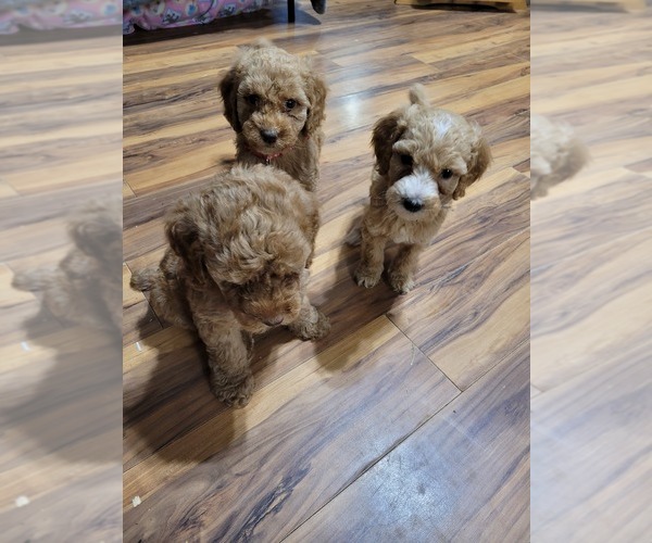 Medium Photo #10 Poodle (Standard) Puppy For Sale in AIKEN, SC, USA