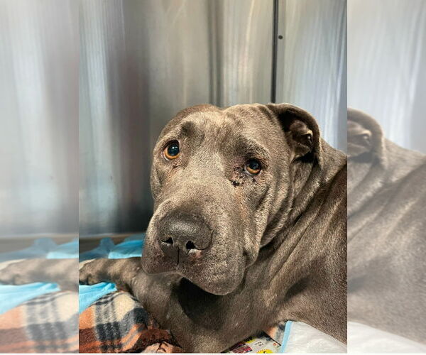 Medium Photo #2 American Staffordshire Terrier-Unknown Mix Puppy For Sale in Lake Forest, CA, USA