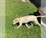 Small #3 Labrador Retriever Mix