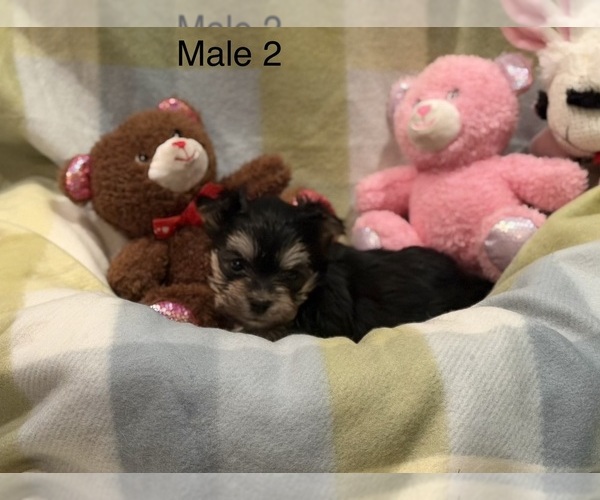 Medium Photo #2 Morkie Puppy For Sale in GUTHRIE, KY, USA