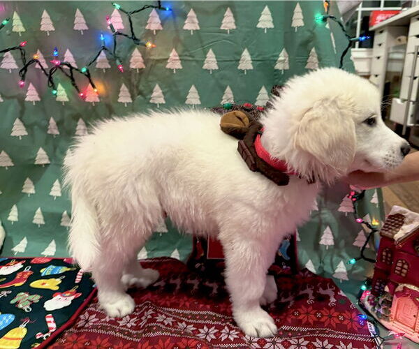 Medium Photo #6 Great Pyrenees Puppy For Sale in Spring, TX, USA