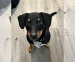 Small #3 Mutt