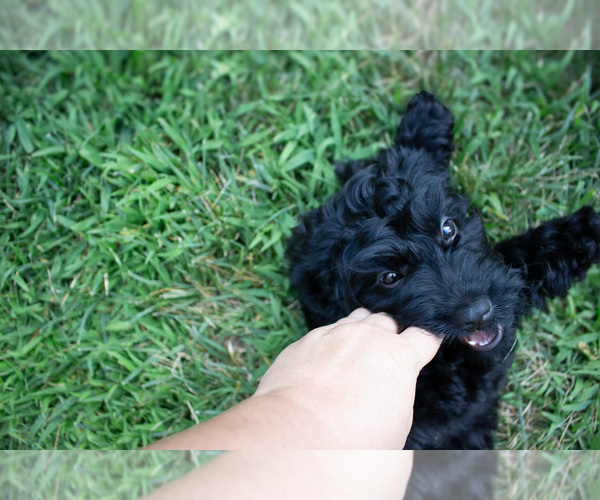 Medium Photo #7 Bernedoodle (Miniature) Puppy For Sale in NARVON, PA, USA
