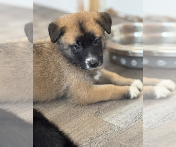 Medium Photo #12 Labrador Retriever-Unknown Mix Puppy For Sale in San Diego, CA, USA