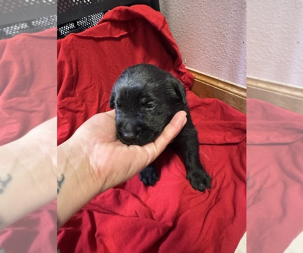 Medium Photo #7 Labrador Retriever Puppy For Sale in FARGO, ND, USA