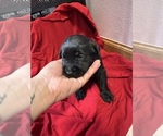 Small #6 Labrador Retriever