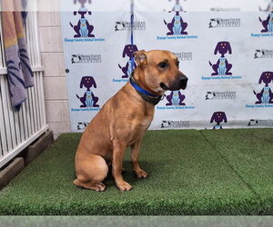 Labrador Retriever-Unknown Mix Dogs for adoption in Orlando, FL, USA
