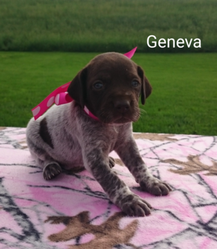 Medium Photo #1 German Shorthaired Pointer Puppy For Sale in SUGARCREEK, OH, USA