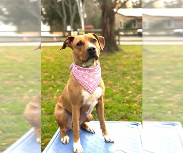 Medium Photo #3 Mutt Puppy For Sale in Mt. Laurel, NJ, USA