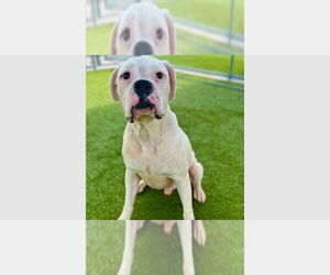 Boxer Dogs for adoption in Austin, TX, USA