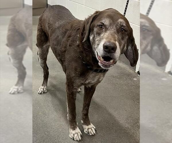 Medium Photo #1 Labrador Retriever-Unknown Mix Puppy For Sale in Forestville, MD, USA