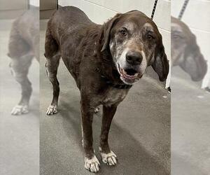 Labrador Retriever-Unknown Mix Dogs for adoption in Forestville, MD, USA