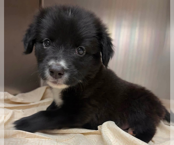 Medium Photo #3 Labrador Retriever Puppy For Sale in garner, NC, USA