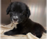 Small #2 Labrador Retriever