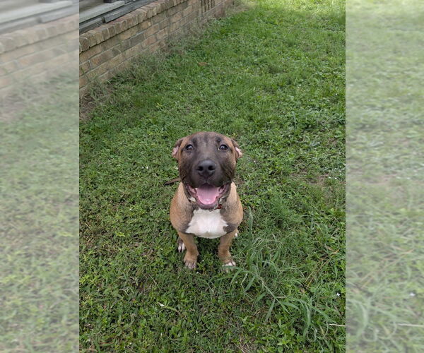 Medium Photo #2 Mastiff-Unknown Mix Puppy For Sale in Boston, MA, USA