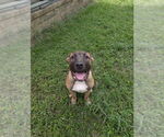 Small #1 Mastiff Mix