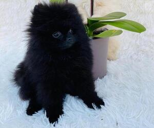 Pomeranian Puppy for sale in SUNNY ISL BCH, FL, USA