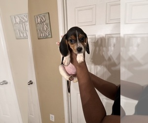 Beagle Litter for sale in HOUSTON, TX, USA