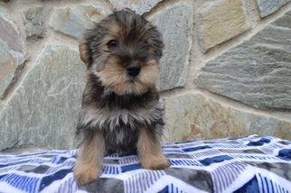 Shorkie Tzu Puppy for sale in QUARRYVILLE, PA, USA