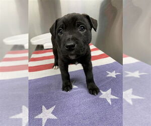 Mutt Dogs for adoption in Fairbanks, AK, USA