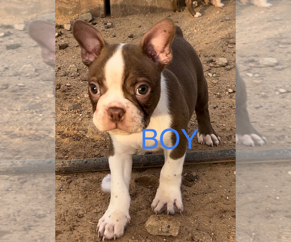 Medium Photo #1 Boston Terrier Puppy For Sale in WITTMANN, AZ, USA