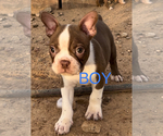 Small Photo #1 Boston Terrier Puppy For Sale in WITTMANN, AZ, USA