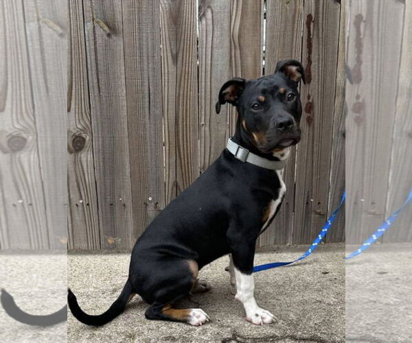 Medium Photo #3 Mutt Puppy For Sale in Euless, TX, USA