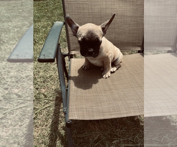 Medium Photo #20 French Bulldog Puppy For Sale in PALMETTO, GA, USA