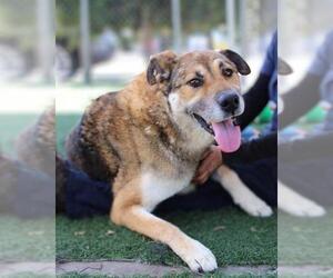 German Shepherd Dog Dogs for adoption in Chula Vista, CA, USA