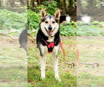 Small #4 Huskies  Mix