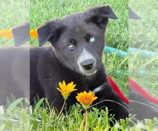 Medium Photo #1 Texas Heeler-Unknown Mix Puppy For Sale in Santa Maria, CA, USA