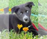 Small Texas Heeler Mix