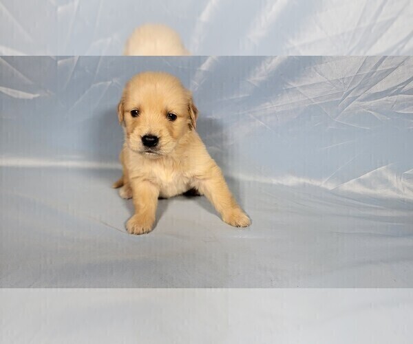 Medium Photo #5 Golden Retriever Puppy For Sale in FALCON, CO, USA