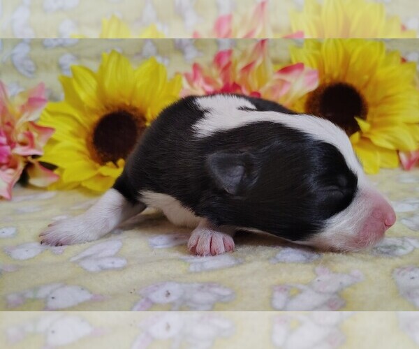 Medium Photo #10 Border Collie Puppy For Sale in NORBORNE, MO, USA
