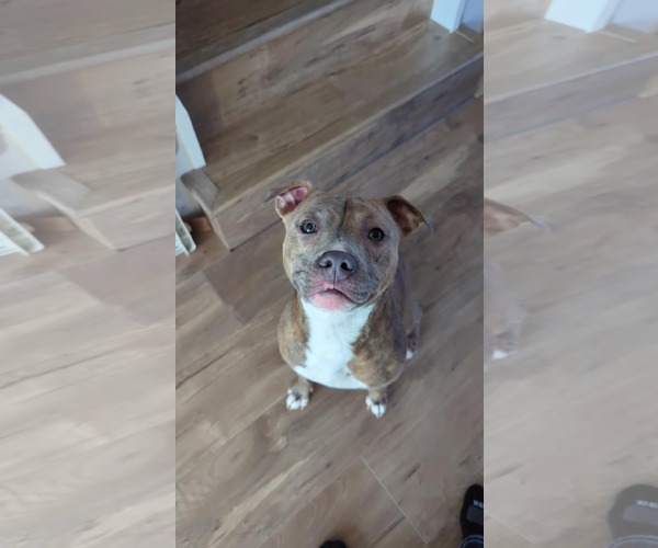 Medium Photo #2 Mutt Puppy For Sale in Waterloo, IA, USA