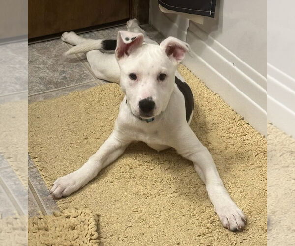 Medium Photo #7 Mutt Puppy For Sale in Germantown, OH, USA