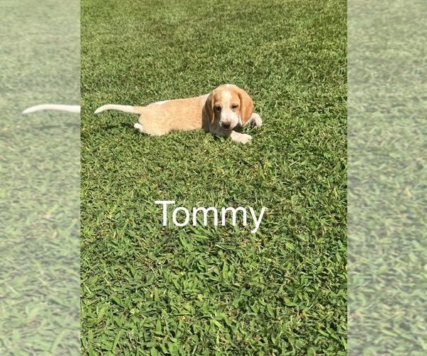 Medium Photo #1 Beagle Puppy For Sale in WOODBRIDGE, VA, USA