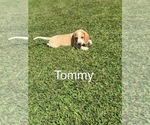 Puppy Tommy Beagle