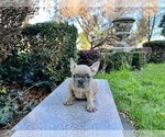 Small Photo #184 French Bulldog Puppy For Sale in HAYWARD, CA, USA