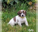 Puppy 9 Beabull-Jack Russell Terrier Mix