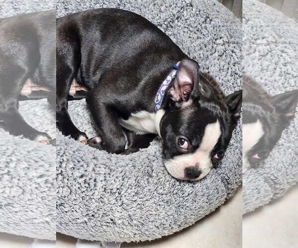 Medium Photo #2 Boston Terrier Puppy For Sale in Wheaton, IL, USA